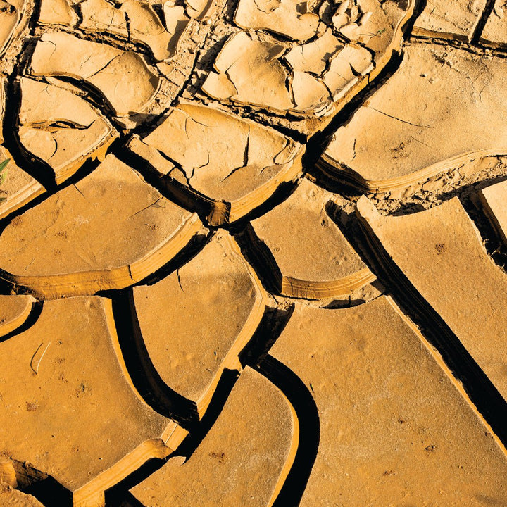 Attar Mitti (IPM Co-Distilled) - ML Ramnarain - Naturals - ML Ramnarain Perfumers - Bulkaroma