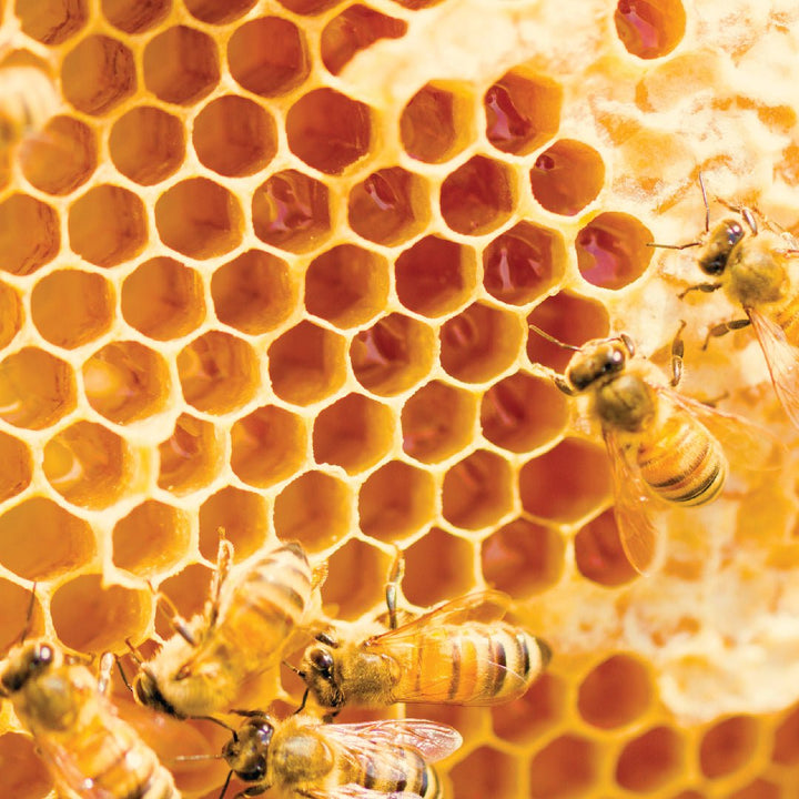 Bees Wax Absolute - PL-100AP - Naturals - Indian Manufacturer - Bulkaroma