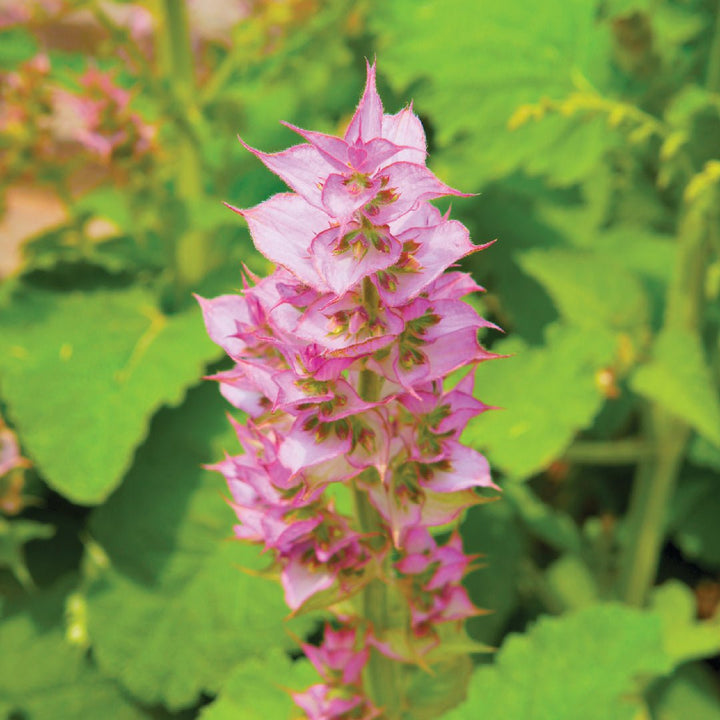 Clary Sage Absolute France - PO-1022TL - Naturals - Imported - Bulkaroma