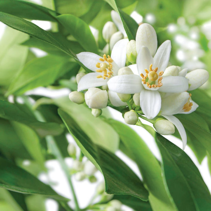 Petitgrain Heart Essential Oil Paraguay - PC-1222VO - Naturals - Imported - Bulkaroma