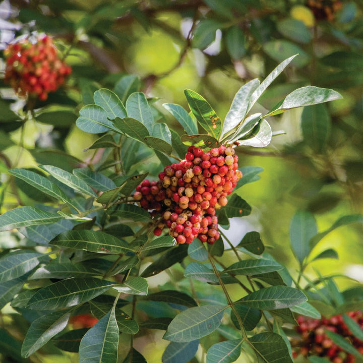 Pink Peppercorn Essential Oil Spain - ALBERT VIEILLE - Naturals - Albert Vieille - Bulkaroma