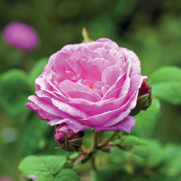 Rose Absolute - Rosa Centifolia Absolute - PE-1202UP - Naturals - Indian Manufacturer - Bulkaroma