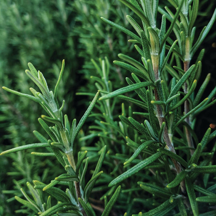 Rosemary Essential Oil Spain - ALBERT VIEILLE - Naturals - Albert Vieille - Bulkaroma
