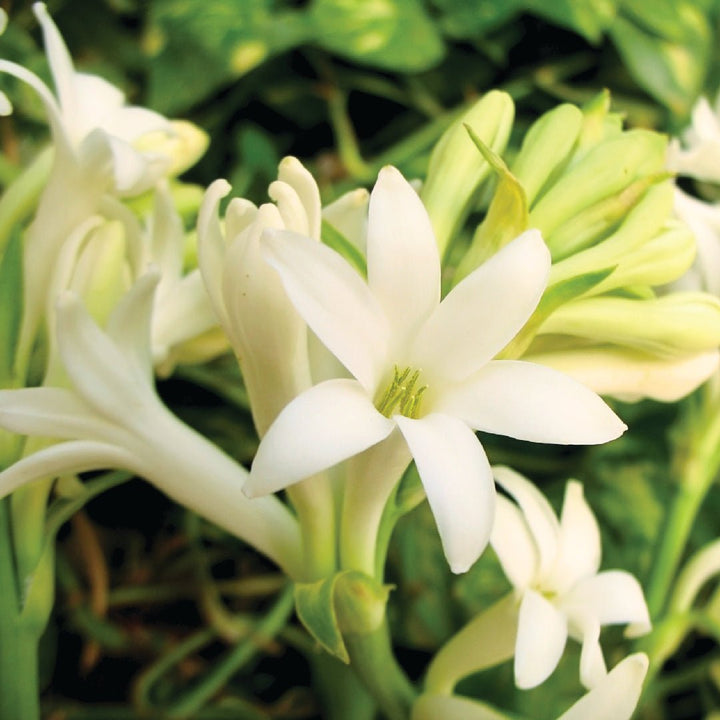 Tuberose Absolute - Polianthes Tuberosa Absolute - PE-1202UP - Naturals - Indian Manufacturer - Bulkaroma